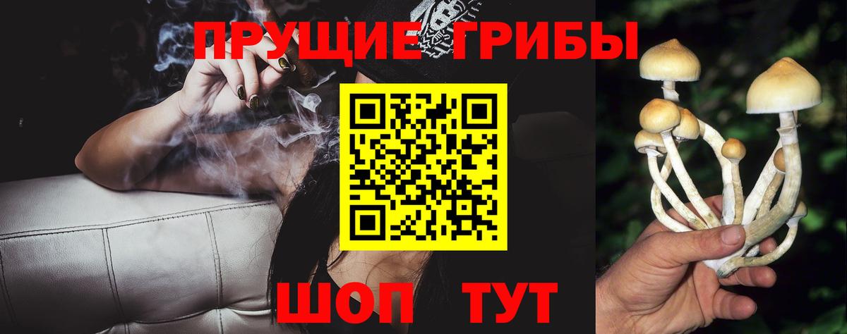 Курчатов  Галлюциногенные грибы GOLDEN TEACHER  Вход с VPN  Галлюциногенные грибы Psilocybe 